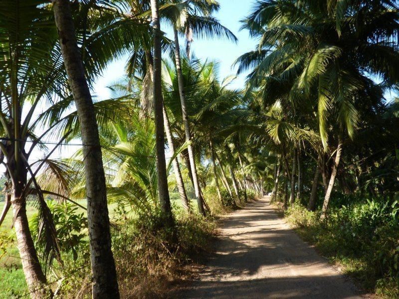 Coconut Grove Beach Resort Colva Exteriör bild